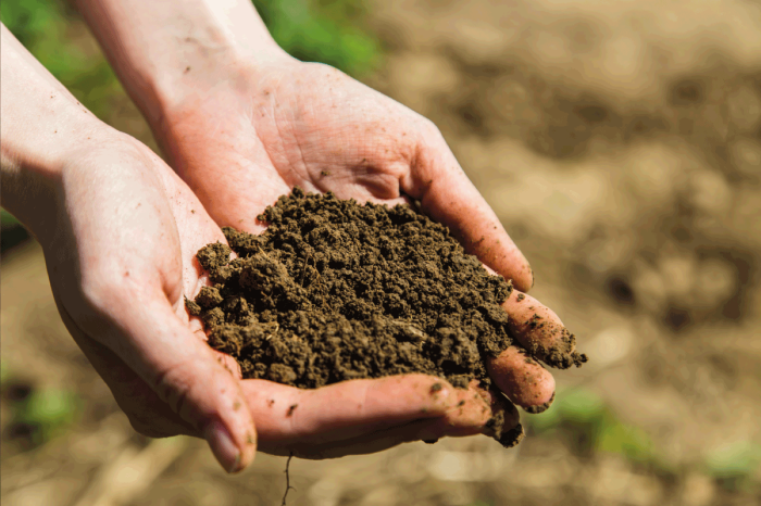 Как при помощи подручных средств определить кислотность почвы