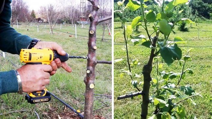 Процесс прививки деревьев при помощи шуруповерта или дрели