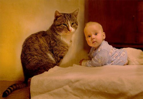 Очаровательные малыши и кошки
