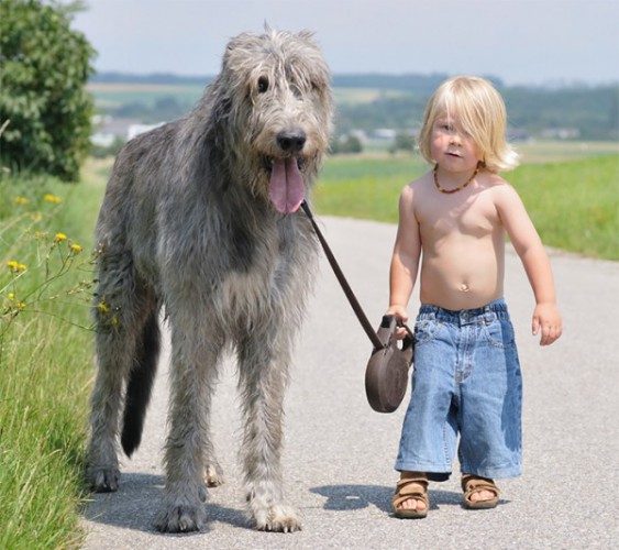 Как дружат дети и собаки