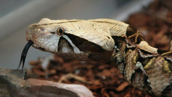 Невероятное: В Бразилии 17-месячный малыш загрыз ядовитую змею