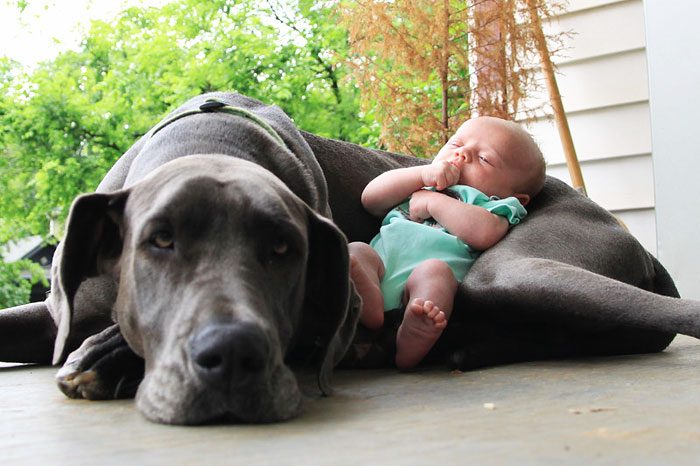 Малыши и их большие собаки