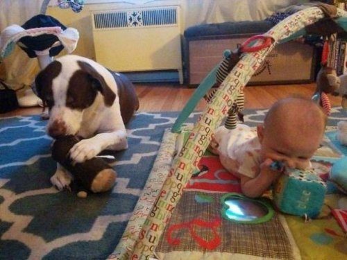 Когда дети и собаки — друзья навеки!