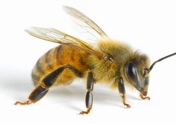 Симптомы и лечение аллергии на укусы насекомых у детей