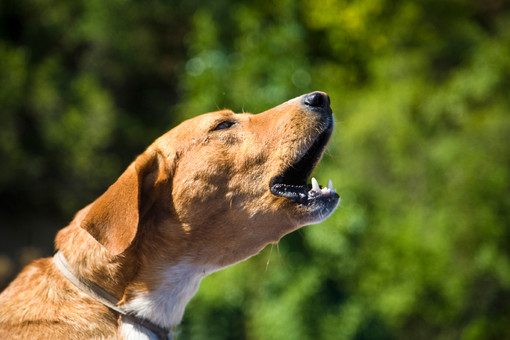 Ученые впервые выяснили, как люди воспринимают лай собак