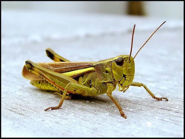 Ещё 12 удивительных фактов о насекомых, которые вы могли не знать
