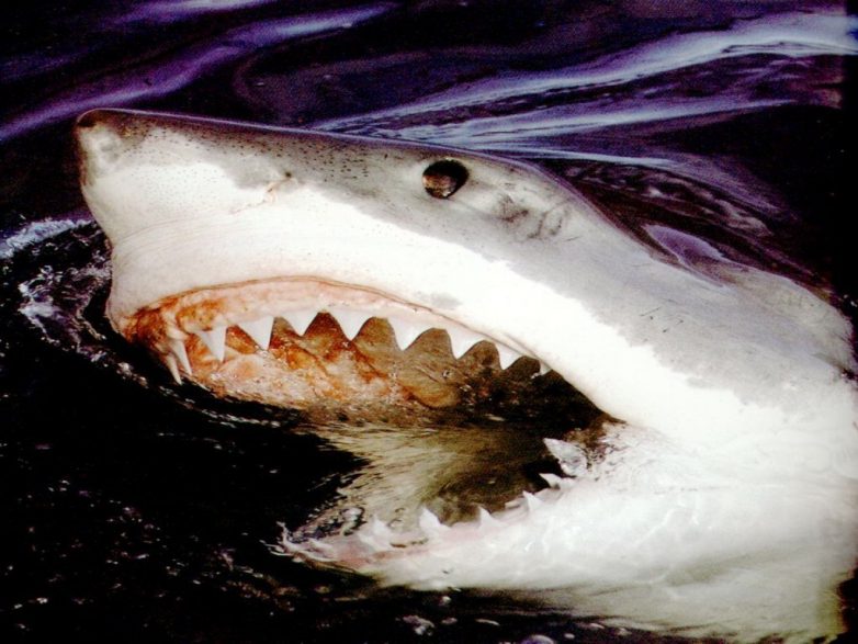 EgoTV &amp;quot; Blog Archive Great White Shark Pictures