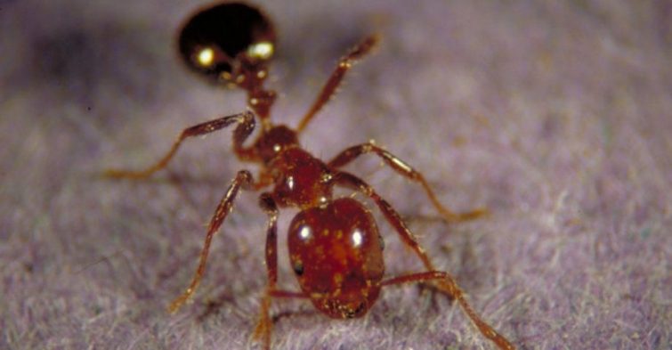 Жестокий эксперимент: энтомолог решил оценить болезненность укусов разных насекомых буквально на собственной шкуре