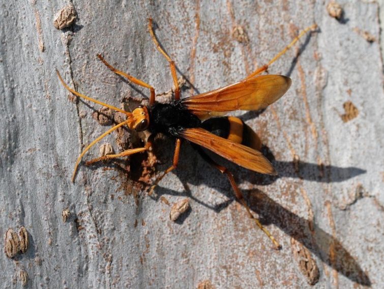 Жестокий эксперимент: энтомолог решил оценить болезненность укусов разных насекомых буквально на собственной шкуре