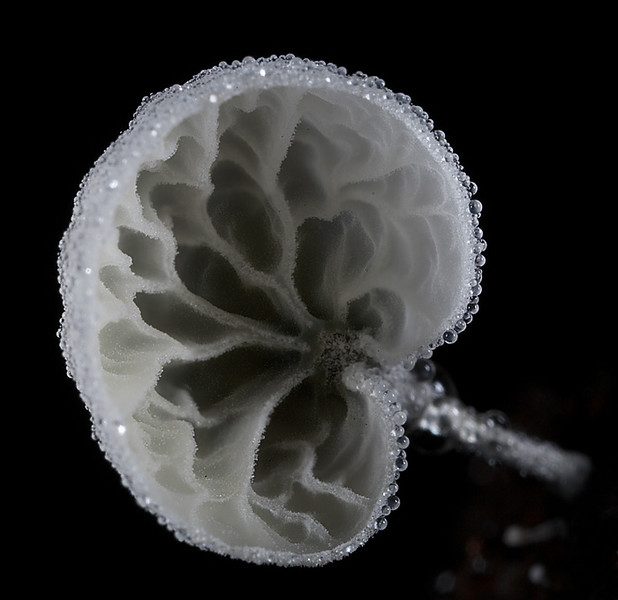 Удивительные грибы нашей планеты, которые больше напоминают флору из других миров