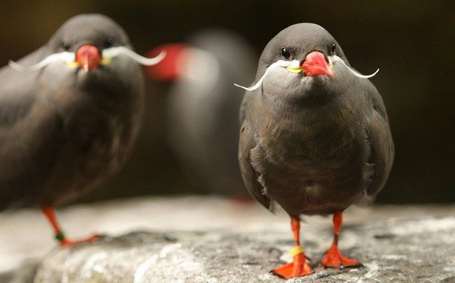27 диковинных птиц, в существование которых трудно поверить