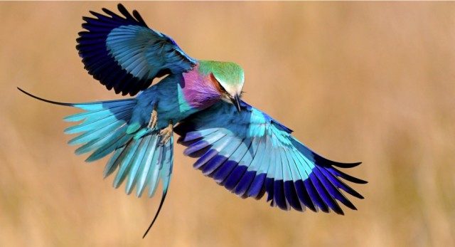 27 диковинных птиц, в существование которых трудно поверить
