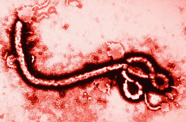 Эбола - не катастрофа
