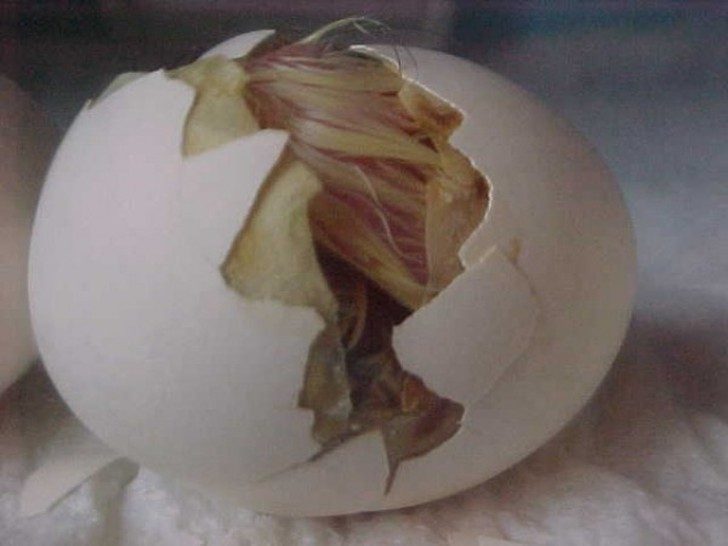 Как развивается цыпленок в яйце