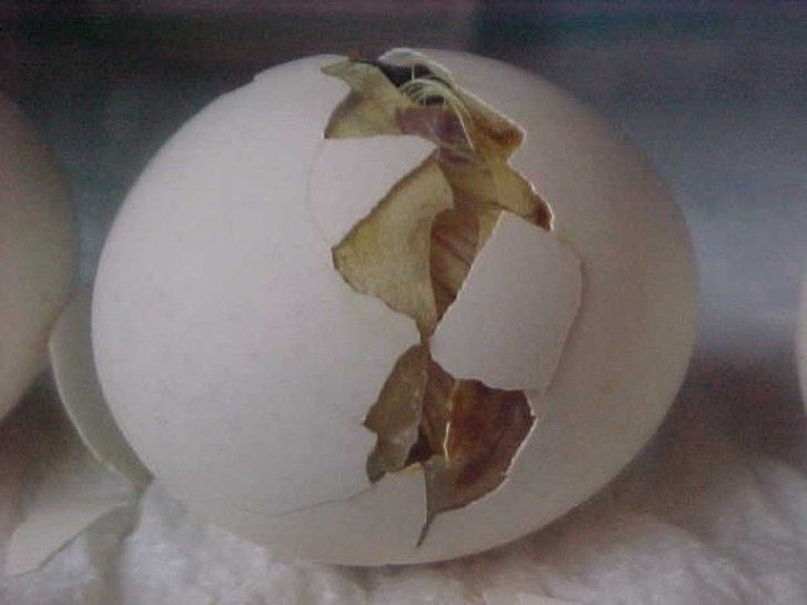 Яйцо превращается... яйцо превращается... в цыплёнка! Класс!