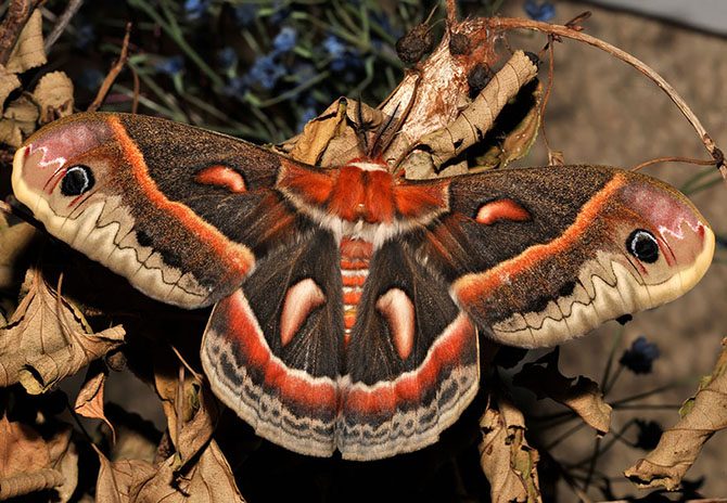 Как гусеница превращается в бабочку