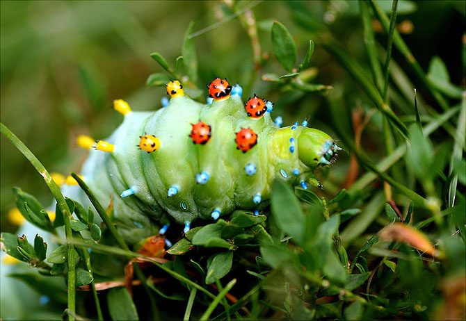 Из гусеницы в бабочку: магия природы