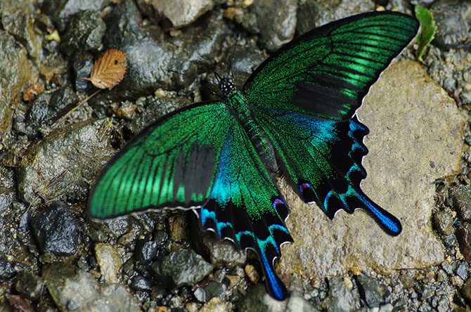 Из гусеницы в бабочку: магия природы