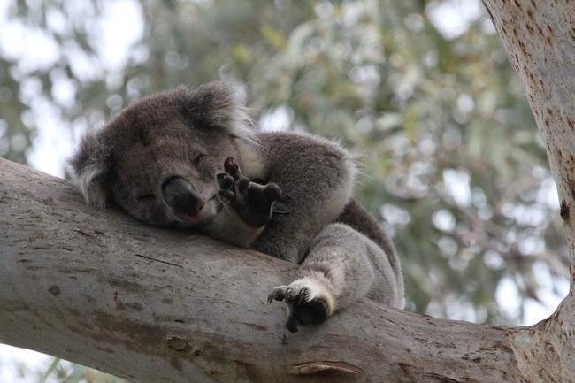 Досье на коалу