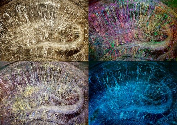 Человеческий мозг: красота внутри