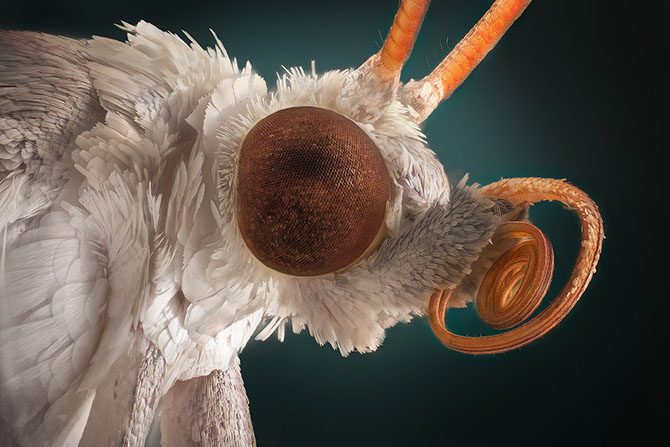Гипнотизирующие макроснимки насекомых, которые позволяют взглянуть на них другими глазами