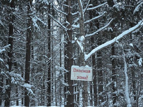 Что творится в лесах Нижегородской области?