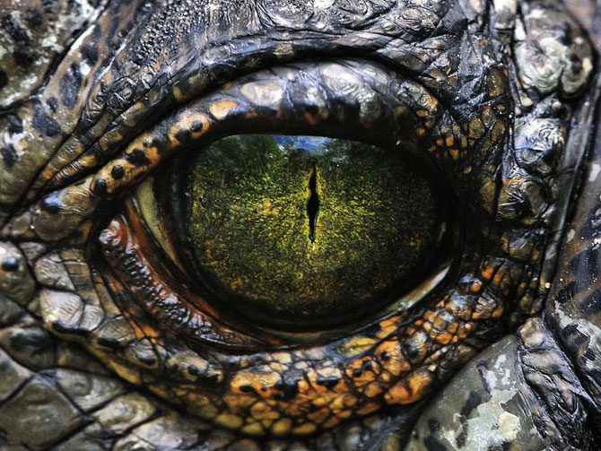 10 самых странных гипотез, объясняющих вымирание динозавров