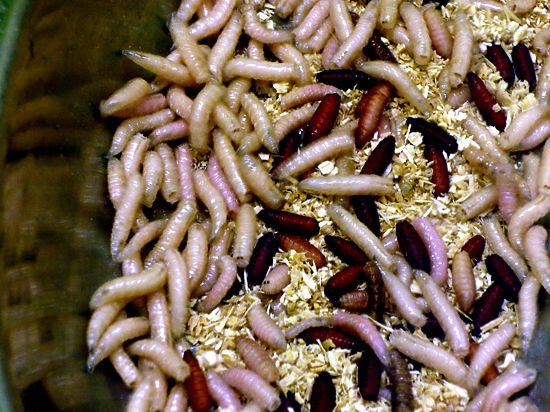 Полезные паразиты: черви спасли жизнь мужчины после травмы головы