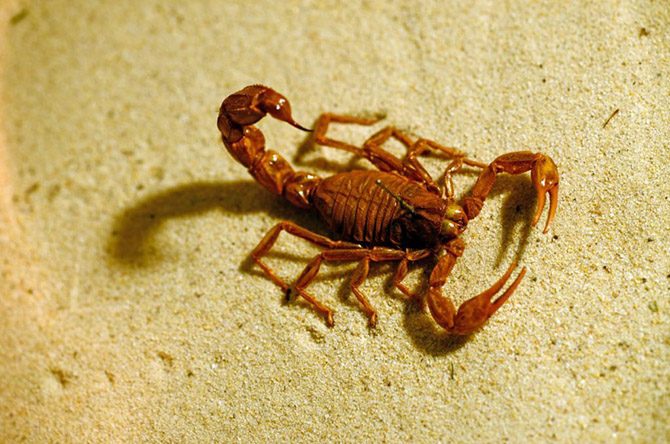 Неизвестный скорпион