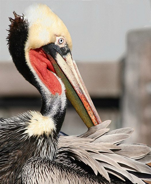 Добродушные рыболовы: интересные факты о пеликанах