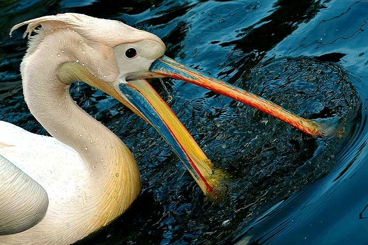 Интересные факты из жизни пеликанов