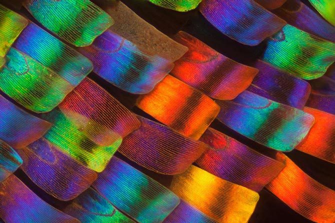 Зыбкая красота: крылья бабочки под микроскопом