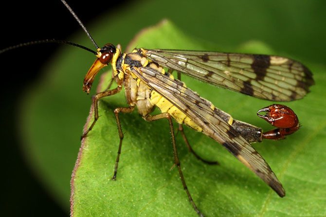 10 самых жутких жуков планеты, которых, кажется, породила сама преисподняя