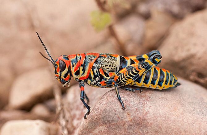 8 необычных кузнечиков, которые изменят ваши представления об этом насекомом