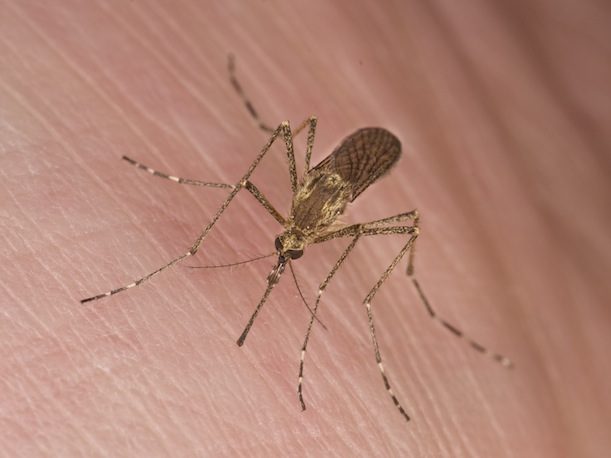 Почему комарам нравятся одни люди и не нравятся другие
