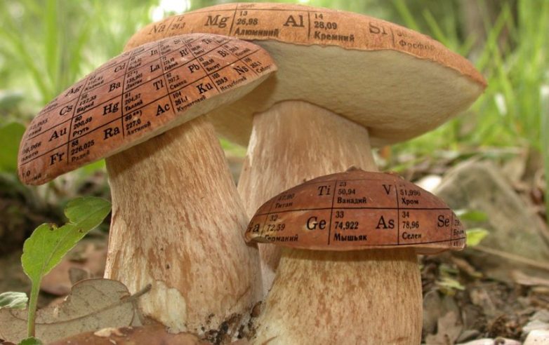 Неизвестные и интересные факты о грибах