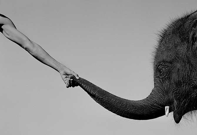 Азиаты и слоны: непростые взаимоотношения в фотопроекте Палани Мохана