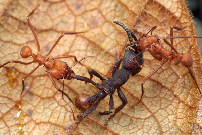 Жестокость и каннибализм: муравьиные войны