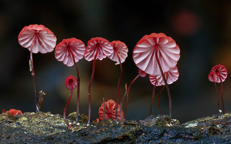 10 фантастически красивых реально существующих грибов, которые больше напоминают творчество нейросети