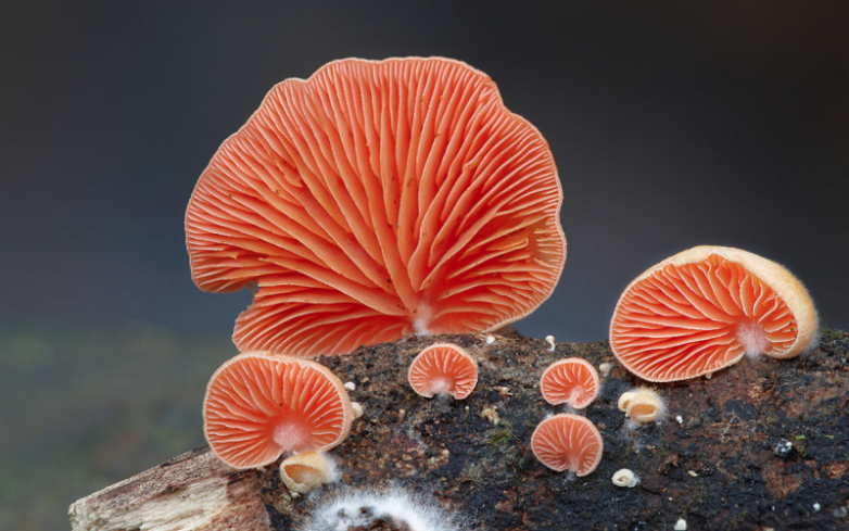 Самые красивые грибы на планете