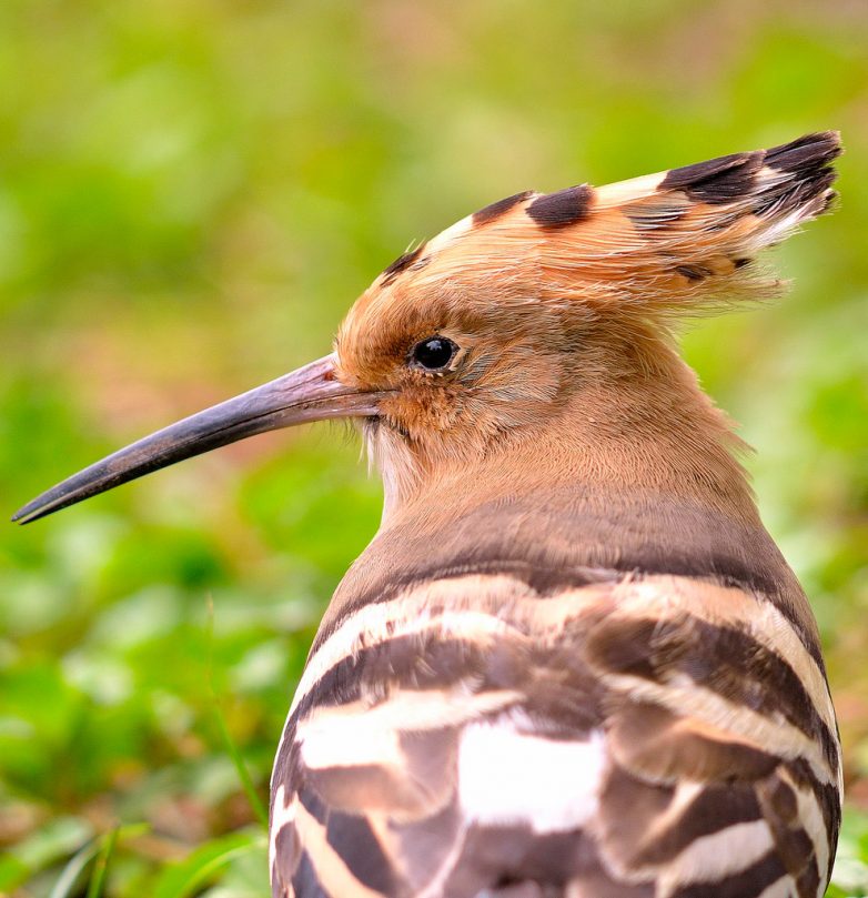 Самые необычные способы самозащиты нескольких видов птиц