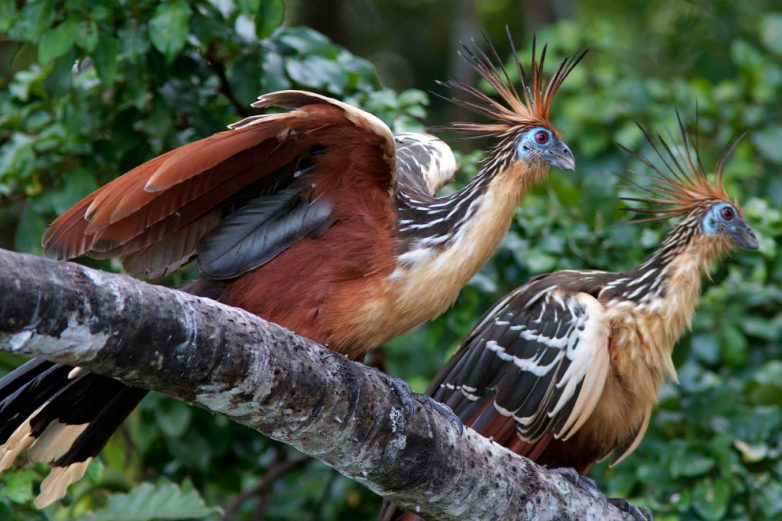 Самые необычные птицы и их способы самозащиты