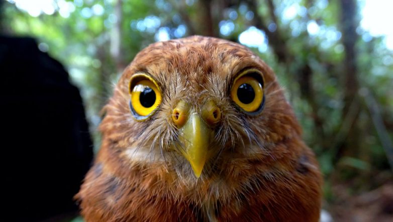 Самые необычные птицы и их способы самозащиты