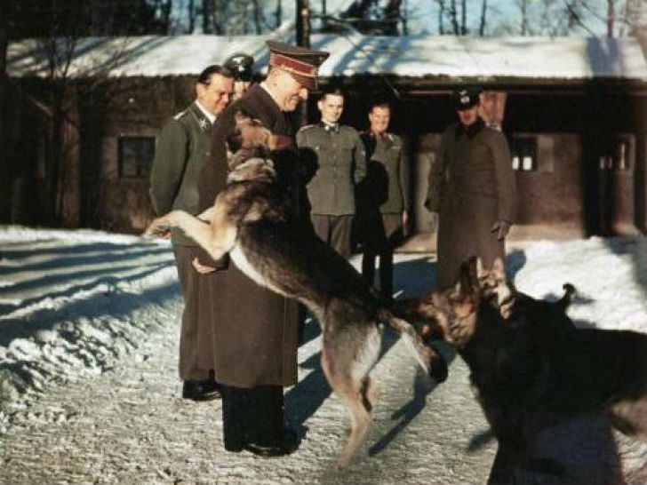Как нацисты учили собак читать, писать и говорить