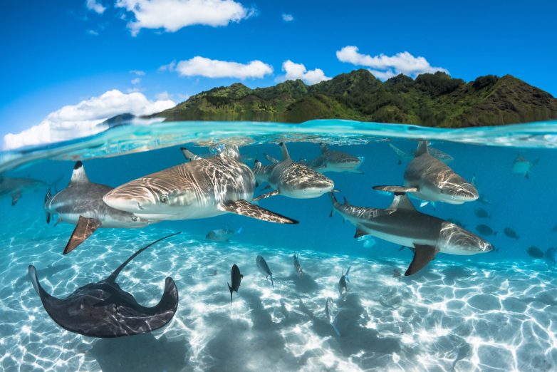 Потрясающие фото подводного мира