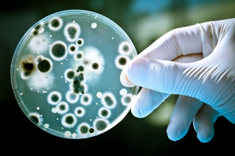 Могут ли бактерии устроить нам Апокалипсис