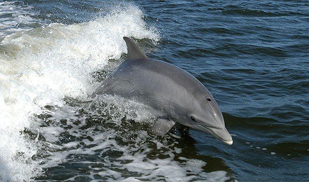Дельфины и их невероятные способности
