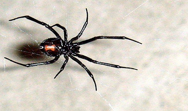 Интересные и ужасные пауки