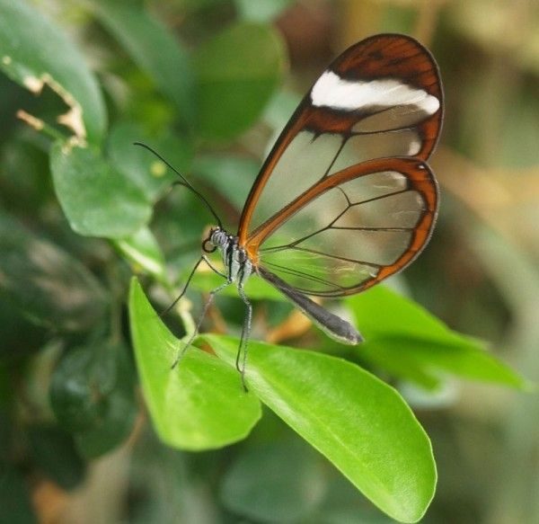 Фантастическая и невероятная бабочка-стеклянница