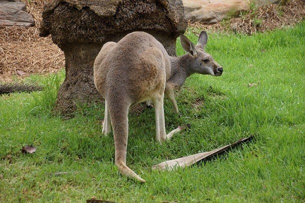 Чего мы не знаем о кенгуру
